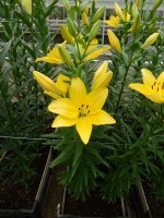 [5051 El Divo No01.JPG]